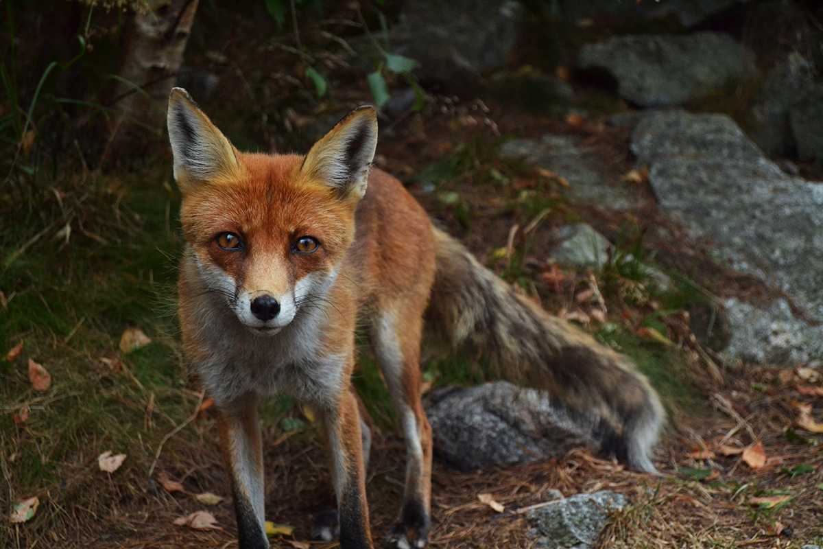 Photo of a fox